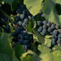 Documentário sobre cultura vinícola no país tem exibição na TV Brasil Imagem referente a Documentário sobre cultura vinícola no país tem exibição na TV Brasil