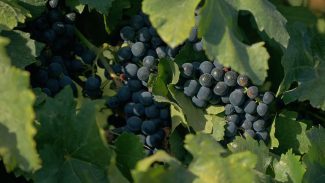 Documentário sobre cultura vinícola no país tem exibição na TV Brasil