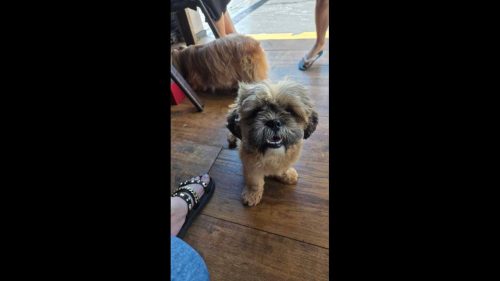 Cachorro é encontrado no bairro Santo Onofre