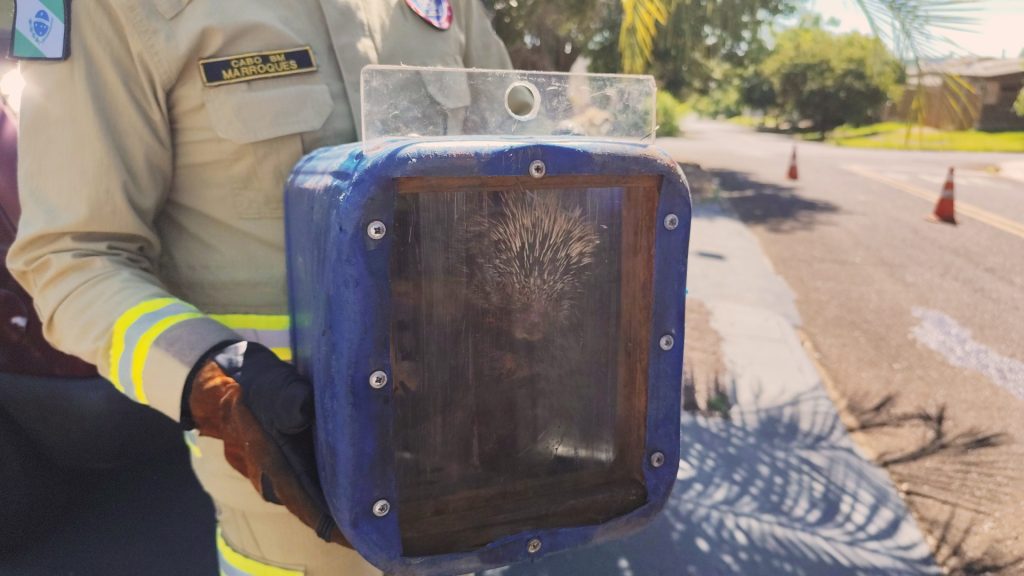 Corpo de Bombeiros captura ouriço em árvore de residência no bairro Floresta