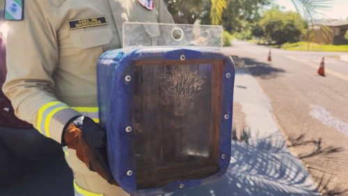 Corpo de Bombeiros captura ouriço em árvore de residência no bairro Floresta Corpo de Bombeiros captura ouriço em árvore de residência no bairro Floresta
