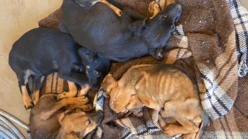 Cachorrinhos abandonados na Rua Rio da Paz comovem trabalhadores e geram apelo por ajuda Cachorrinhos abandonados na Rua Rio da Paz comovem trabalhadores e geram apelo por ajuda