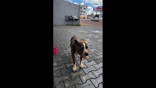 Cachorro é encontrado no bairro Presidente