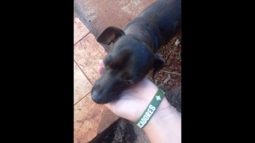 Cachorra é encontrada no bairro Cancelli