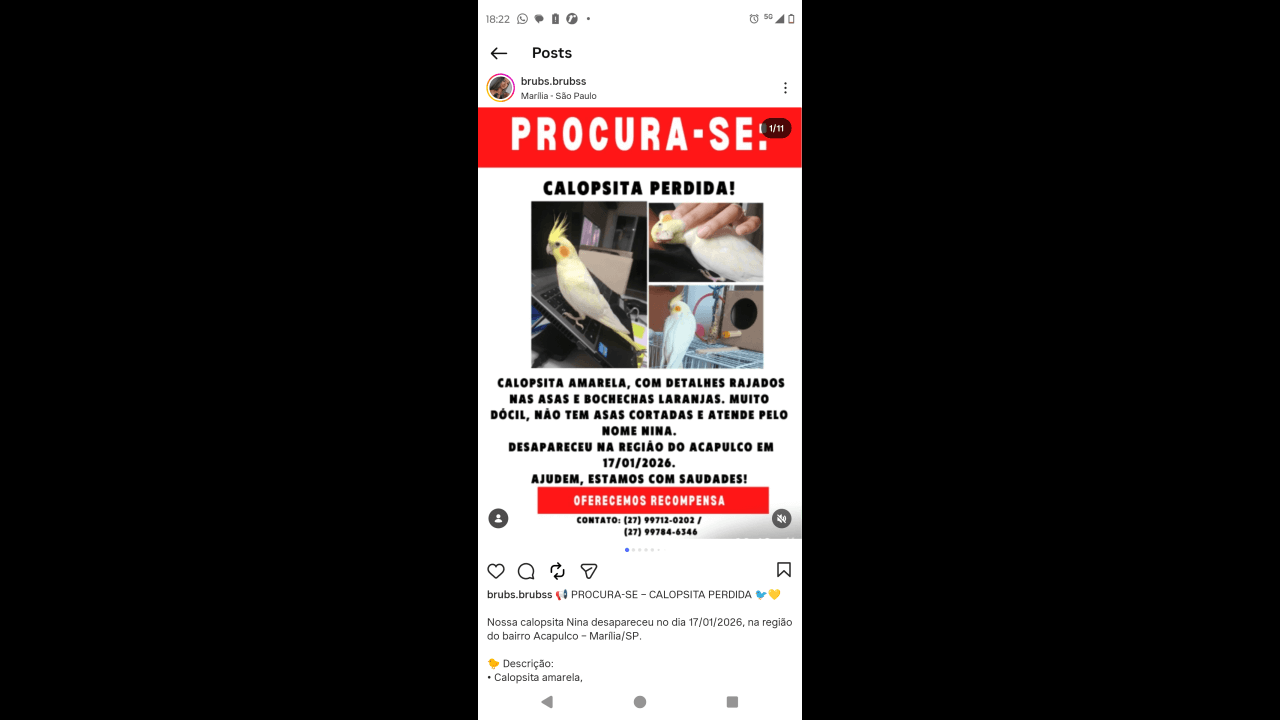 Calopsita Nina desapareceu no bairro Universitário