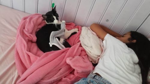 Gata desapareceu no bairro Parque São Paulo