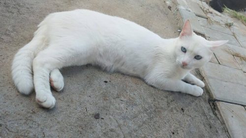 Gata Marry desapareceu no bairro Novo Milênio