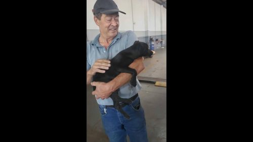 Cachorra Luna desapareceu no bairro São Cristóvão