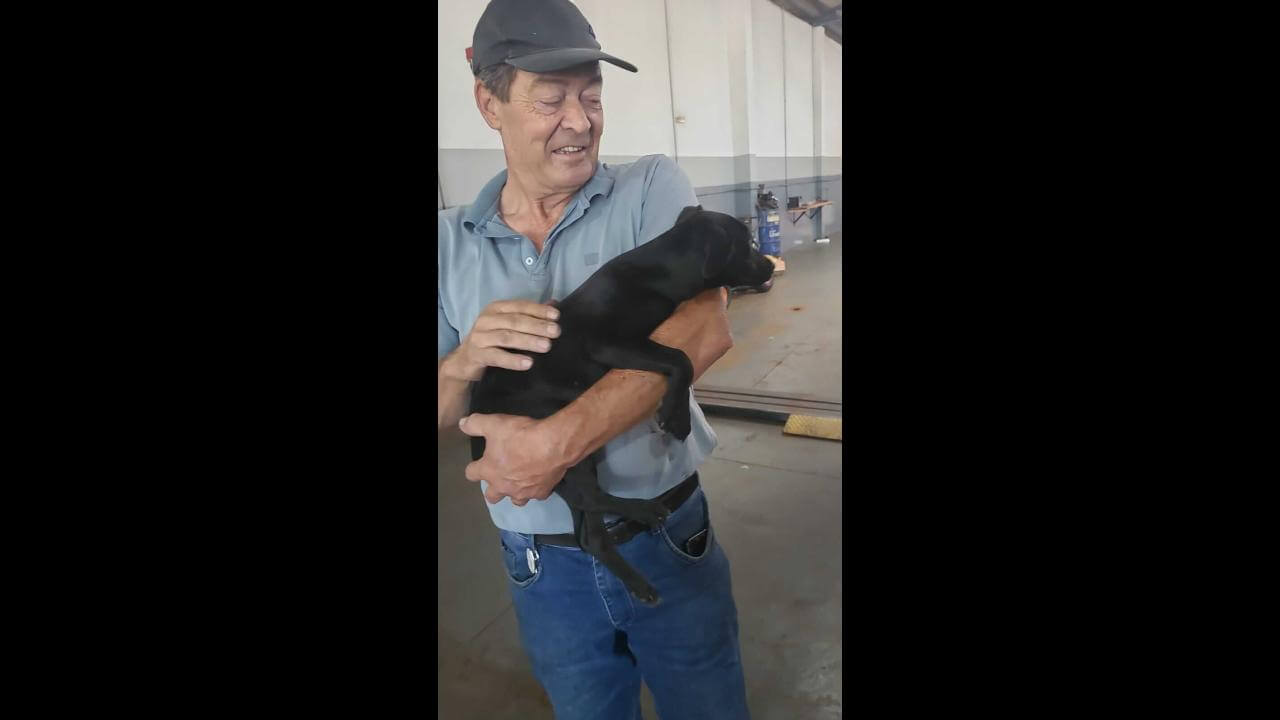 Cachorra Luna desapareceu no bairro São Cristóvão