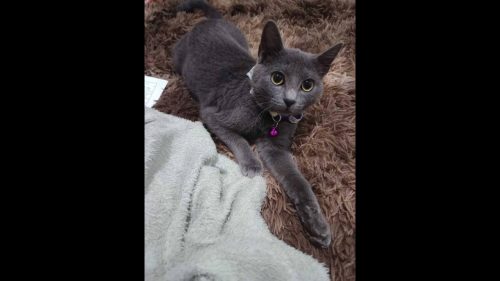 Gata Cinza desapareceu no bairro Interlagos