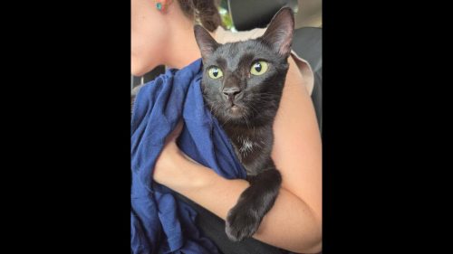 Gata é encontrada no bairro Santa Cruz