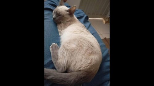 Gata Dara desapareceu no bairro Pacaembu