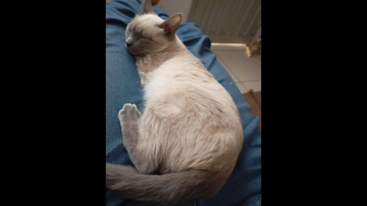 Gata Dara desapareceu no bairro Pacaembu