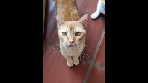 Gato George desapareceu no bairro Neva