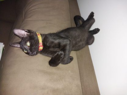 Gato Leozinho desapareceu no bairro Canadá