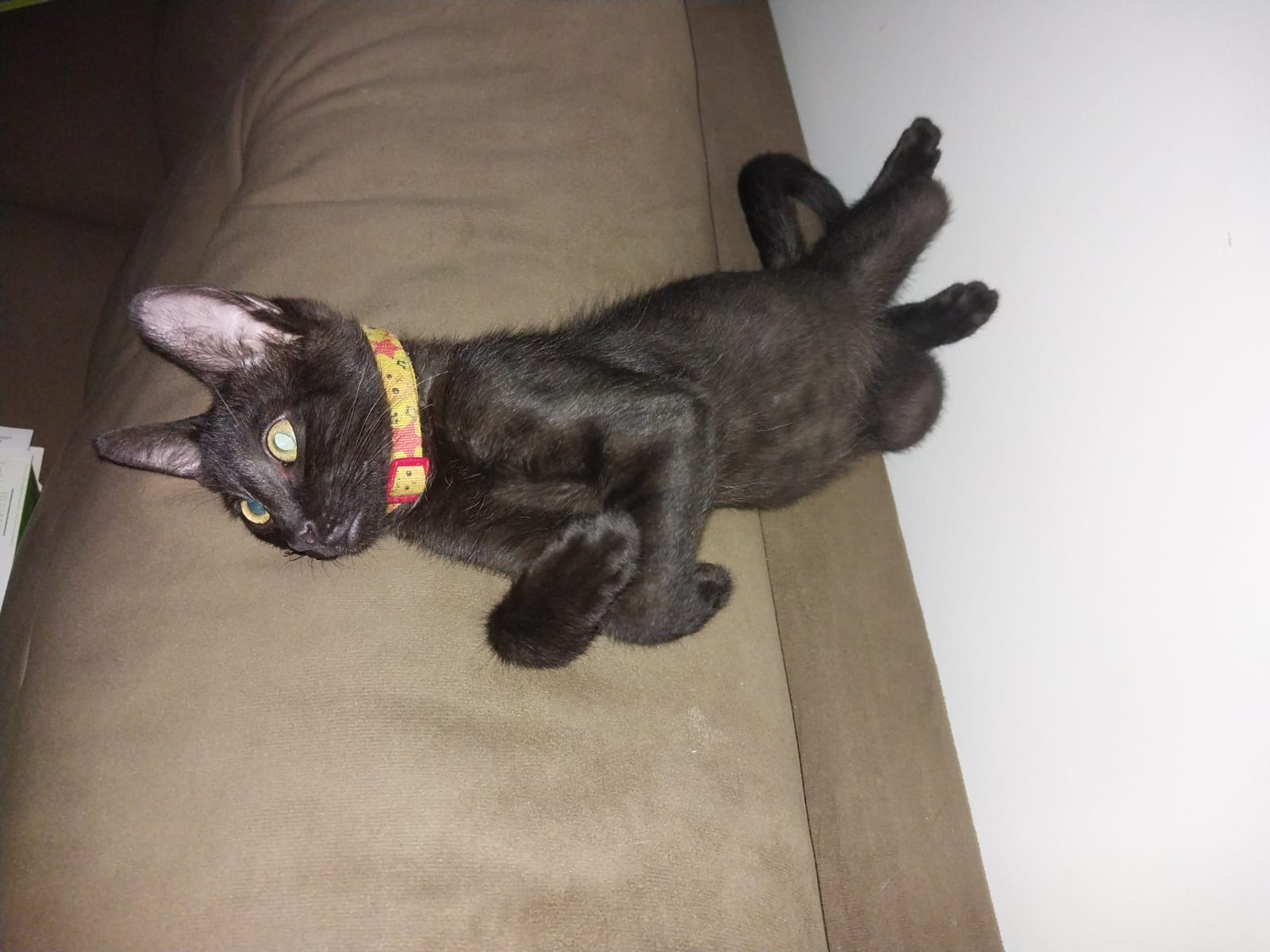 Gato Leozinho desapareceu no bairro Canadá