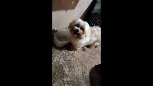 Cachorra é encontrada no bairro Santa Cruz