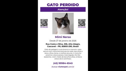 Gato Mimi Nerso desapareceu no bairro Alto Alegre