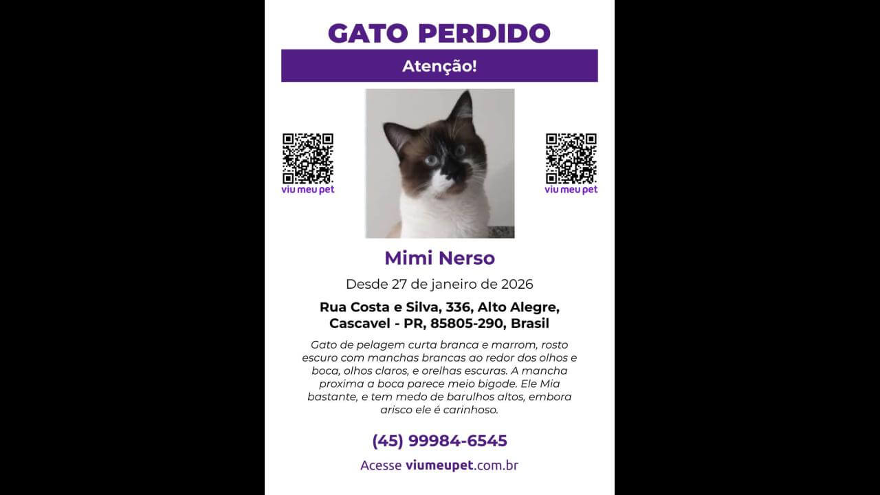 Gato Mimi Nerso desapareceu no bairro Alto Alegre