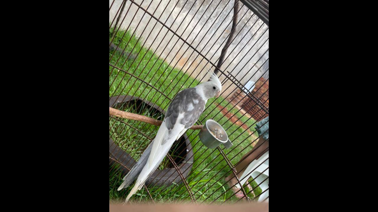 Calopsita é encontrado no bairro Brasmadeira Calopsita é encontrado no bairro Brasmadeira