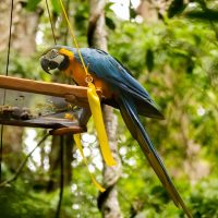 Parque Nacional da Tijuca recebe primeira soltura de araras-canindés Imagem referente a Parque Nacional da Tijuca recebe primeira soltura de araras-canindés
