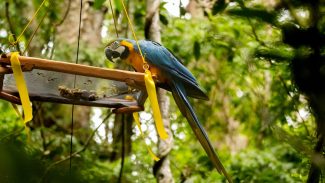 Parque Nacional da Tijuca recebe primeira soltura de araras-canindés
