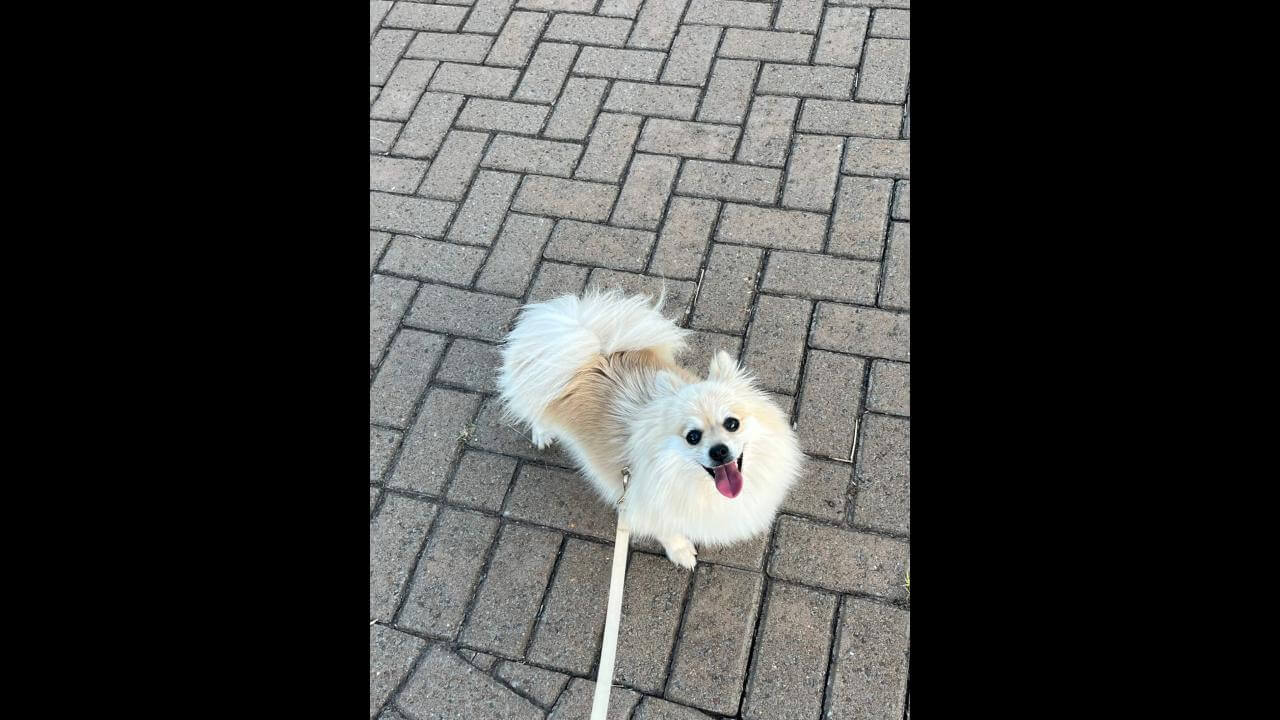 Cachorra Amora desapareceu no bairro Esmeralda Cachorra Amora desapareceu no bairro Esmeralda