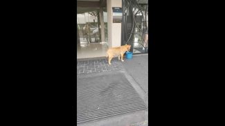 Imagem referente a Cachorra é encontrada no bairro Centro