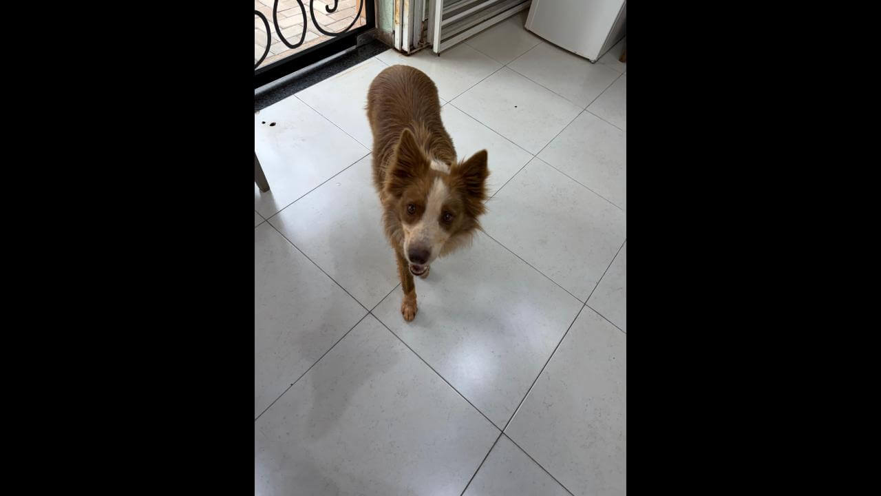 Cachorro é encontrado no bairro Centro Cachorro é encontrado no bairro Centro