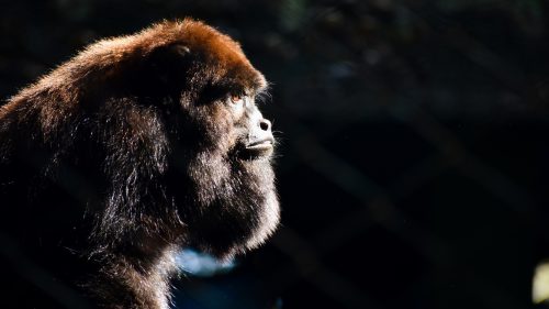 Zoológico já atraiu mais de 100 mil visitantes no período de férias em Cascavel Zoológico já atraiu mais de 100 mil visitantes no período de férias em Cascavel