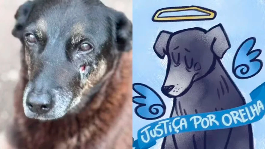 Morte de Orelha: o que se sabe sobre o caso do cão morto a pauladas por adolescentes