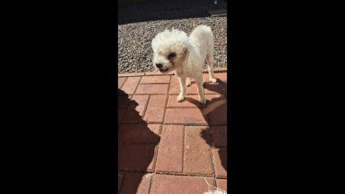 Cachorro é encontrado no bairro Floresta