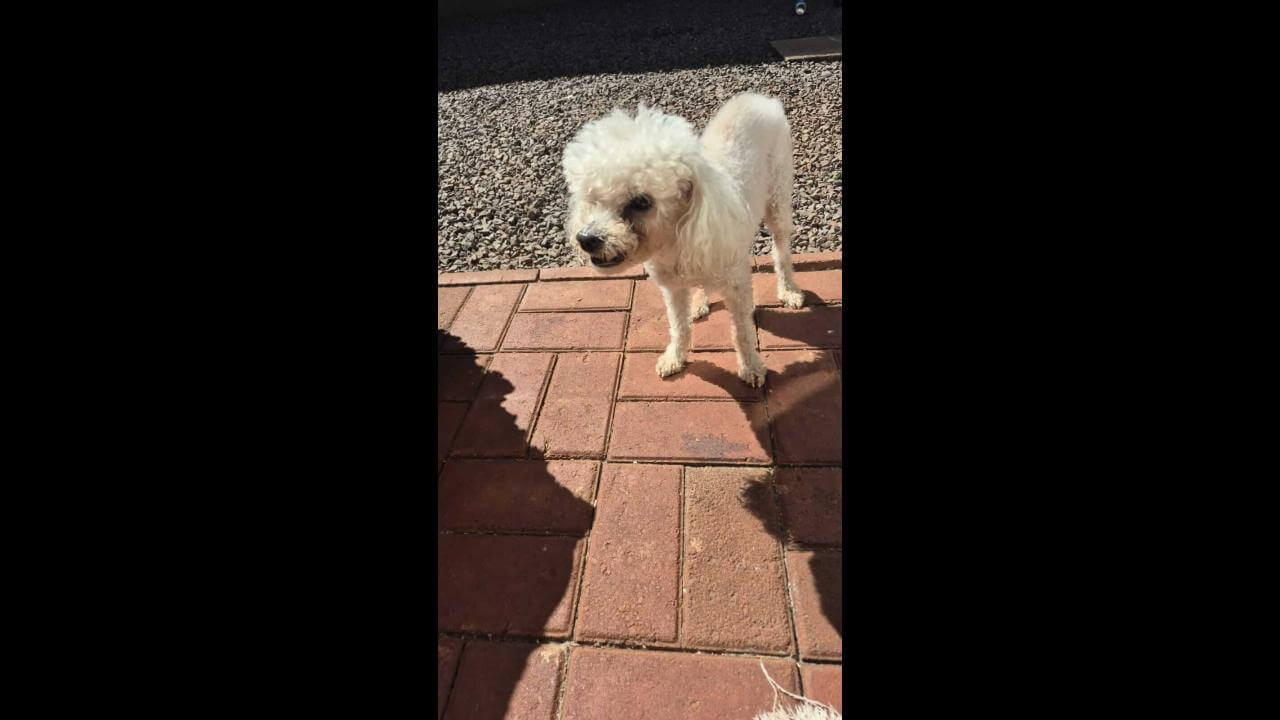 Cachorro é encontrado no bairro Floresta Cachorro é encontrado no bairro Floresta