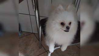 Imagem referente a Cachorra Mel desapareceu no bairro Clarito