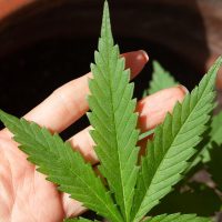 Imagem referente a Anvisa discute nesta quarta regras para a produção de cannabis no país