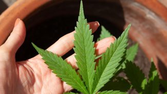 Anvisa discute nesta quarta regras para a produção de cannabis no país Anvisa discute nesta quarta regras para a produção de cannabis no país