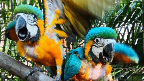 Arara Canindé desapareceu no bairro Neva