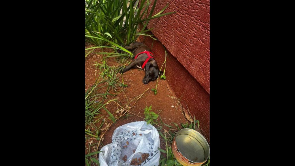 Cachorra é encontrada no bairro Cancelli