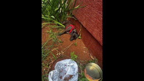 Cachorra é encontrada no bairro Cancelli