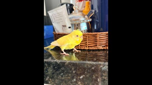 Periquito é encontrado no bairro Canadá