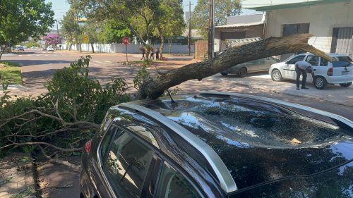 Galho de árvore cai sobre Peugeot 2008 e destrói teto solar no bairro Coqueiral Galho de árvore cai sobre Peugeot 2008 e destrói teto solar no bairro Coqueiral
