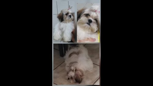 Cachorra Amora desapareceu no bairro 14 de Novembro