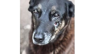 Caso Orelha: o que se sabe até agora sobre a morte do cão em SC