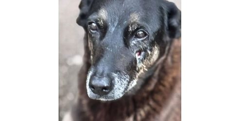 Caso Orelha: o que se sabe até agora sobre a morte do cão em SC Imagem referente a Caso Orelha: o que se sabe até agora sobre a morte do cão em SC