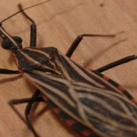 Ananindeua, no Pará, tem surto de casos da doença de Chagas Imagem referente a Ananindeua, no Pará, tem surto de casos da doença de Chagas