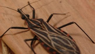 Ananindeua, no Pará, tem surto de casos da doença de Chagas