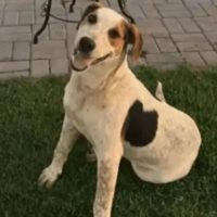 Imagem referente a Cachorro comunitário Abacate é morto por um tiro no Paraná