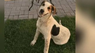 Cachorro comunitário Abacate é morto por um tiro no Paraná