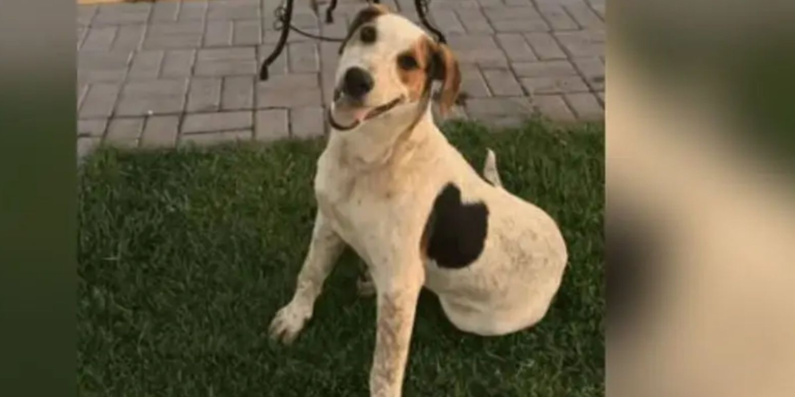 Cachorro comunitário Abacate é morto por um tiro no Paraná Cachorro comunitário Abacate é morto por um tiro no Paraná