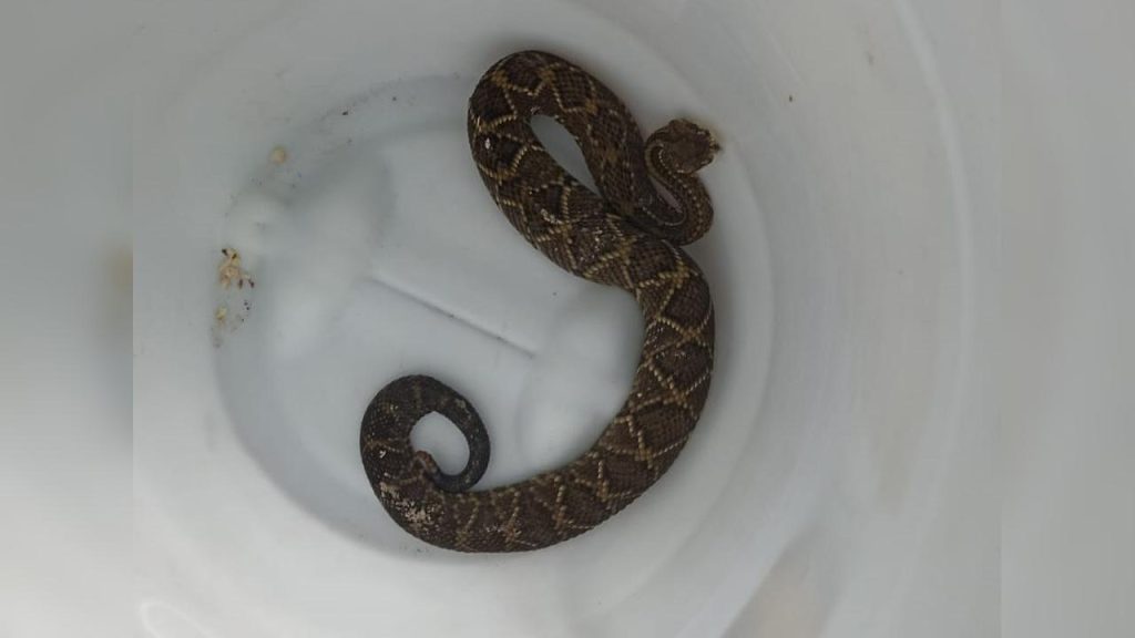 Menina de 13 anos segue internada após ser picada por cobra Cascavel; soro antiveneno salvou sua vida Menina de 13 anos segue internada após ser picada por cobra Cascavel; soro antiveneno salvou sua vida